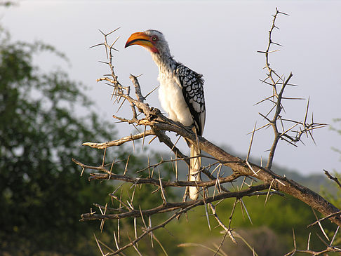 Vögel Fotos